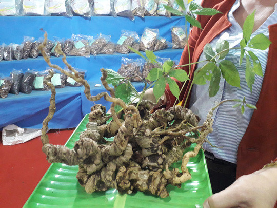 Củ sâm Ngọc Linh nặng 1,1 kg giá 540 triệu đồng ở Quảng Nam