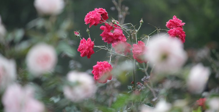 Lạc lối trong vườn hồng lớn nhất Việt Nam, một lần nở hàng triệu bông