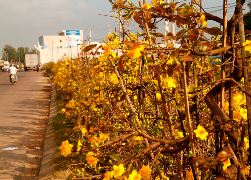 Mai nở vàng rực, dân buôn "khóc ròng" lo mất vốn