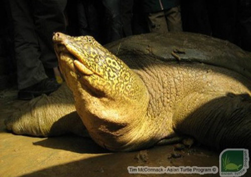 Rùa Hoàn Kiếm trong nhóm tuyệt chủng cao nhất