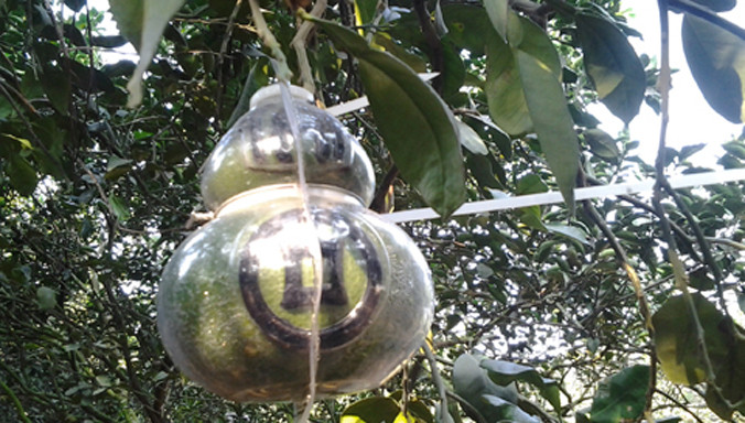 Vỏ trái bưởi hồ lô nổi lên chữ “Tài”, hết sức độc đáo