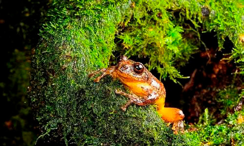 Ếch Frankixalus làm tổ trong các hốc cây phủ đầy rêu. Ảnh: AP