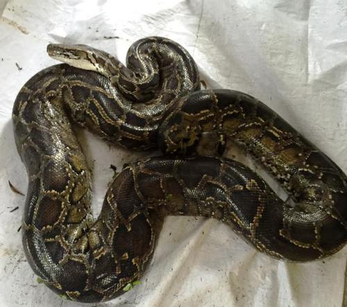 Con trăn "khổng lồ" dài 3,5 m, nặng lên tới 40 kg được người dân giải cứu, đưa về chăm sóc tại nhà quản trang. Ảnh: CTV