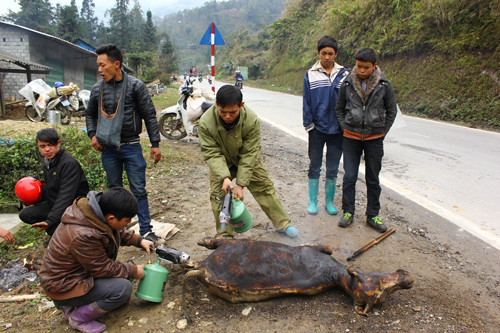 Lái buôn ngả thịt trâu, nghé ven đường quốc lộ từ TP Lào Cai lên Sa Pa để bán. Ảnh: Hoàng Phương.