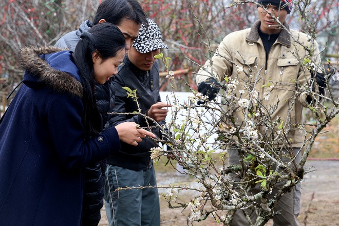 Đào rừng xuống phố