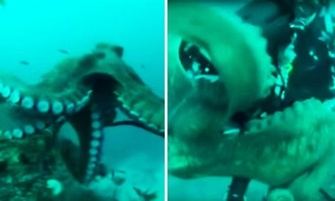 Bạch tuộc khổng lồ lao đến giật máy quay của thợ lặn