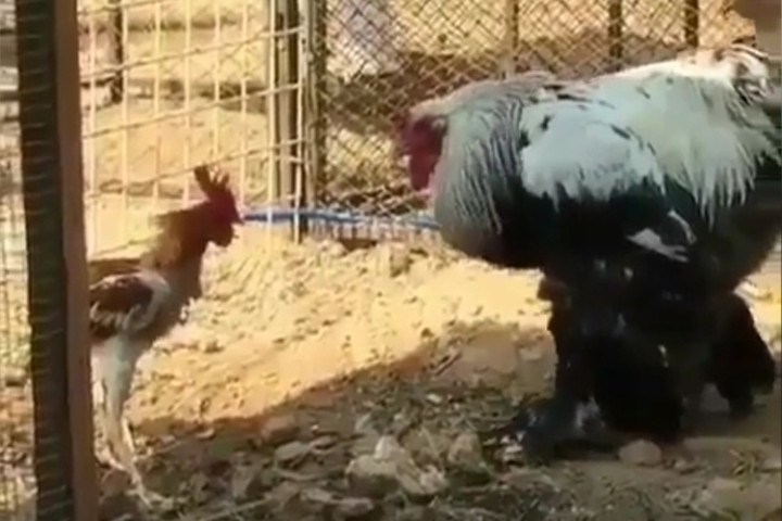 Trận chiến không tưởng giữa gà trống với đối thủ khổng lồ