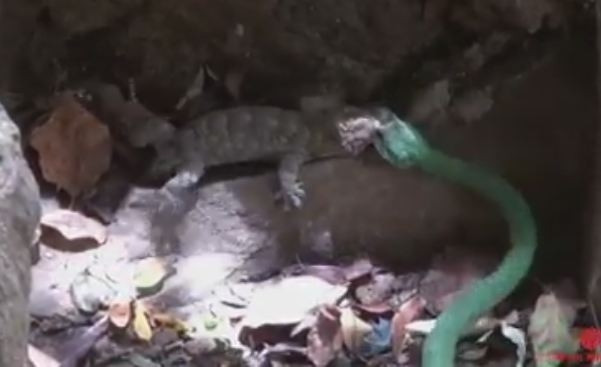 Tắc kè dùng chiêu độc khiến rắn xanh không thể ăn thịt mình