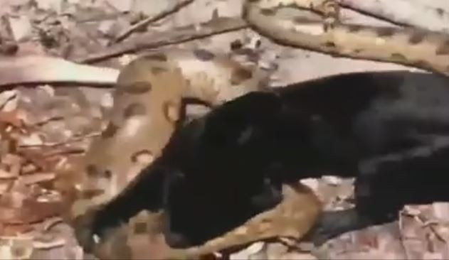 Bị báo đen tấn công mãnh liệt, trăn Anaconda bất lực nằm chờ chết