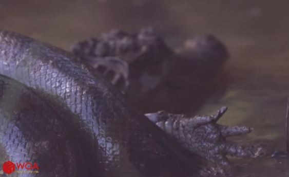 Mải mê đuổi theo con mồi, cá sấu bị trăn 'khủng' nuốt chửng