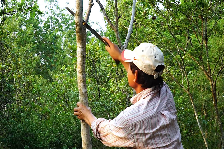 Vườn gỗ sưa 10.000 m2 của nông dân Bình Phước