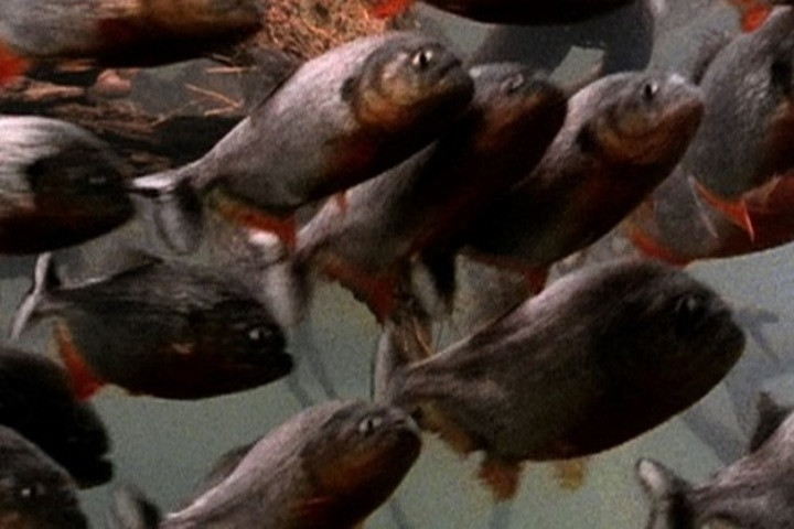 Chim diệc non rơi khỏi tổ bị bầy cá piranha lao tới xé xác