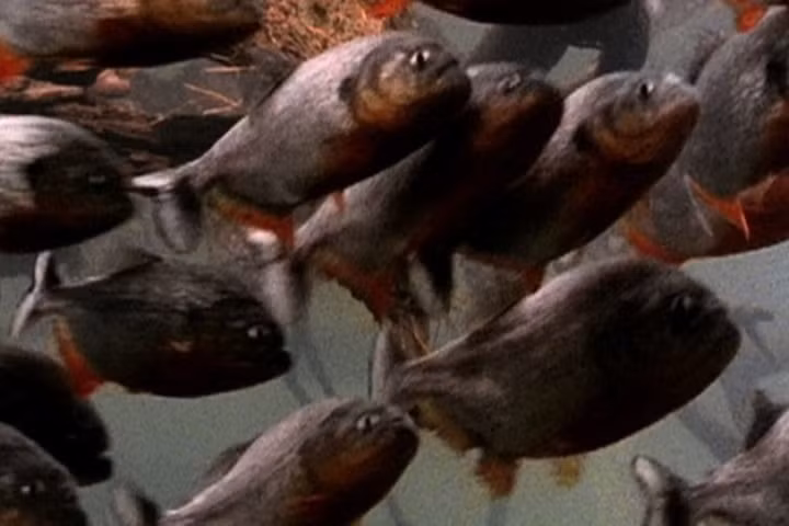Chim diệc non rơi khỏi tổ bị bầy cá piranha lao tới xé xác