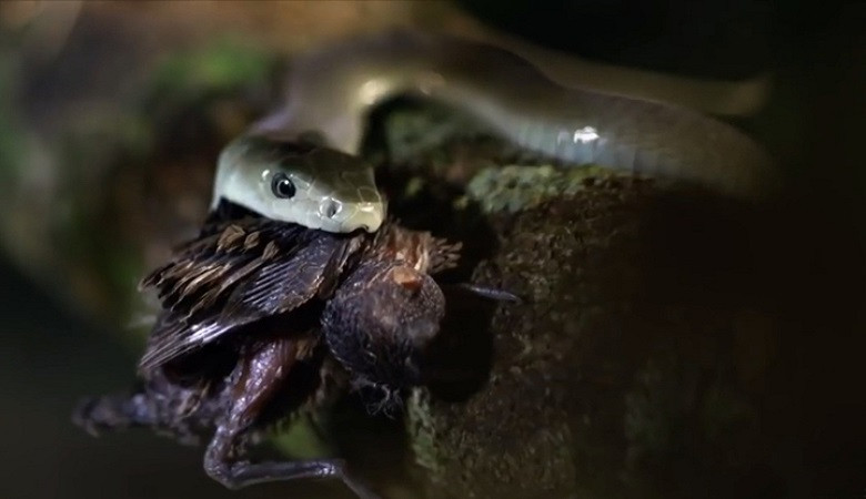 Rắn mamba đen kịch độc trèo lên cây nuốt chửng chim