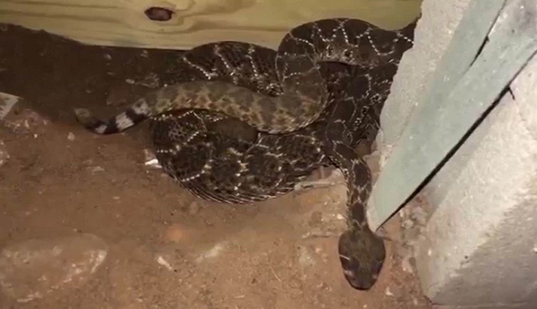 Ổ rắn đuôi chuông 45 con trốn dưới nhà dân