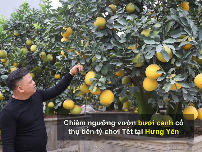 Chiêm ngưỡng vườn bưởi cảnh cổ thụ tiền tỷ chơi Tết tại Hưng Yên