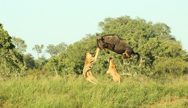 Linh dương đầu bò phi thân qua đầu sư tử trốn thoát ngoạn mục
