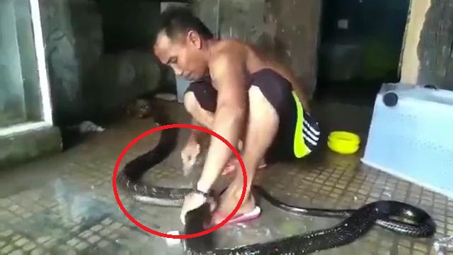 Clip: Người đàn ông tắm, xỉa răng cho rắn khủng như chăm thú cưng