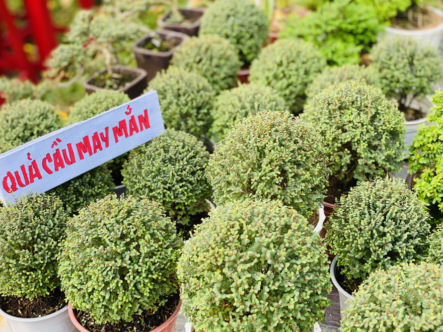 Hàng nghìn loại 'kì hoa dị thảo' đổ bộ chợ hoa xuân Sài Gòn