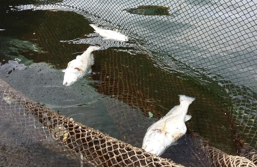 Đến ngày 9/9, cá lồng tại xã đảo Nghi Sơn vẫn còn chết thưa thớt.