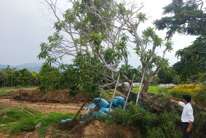 Cây sứ điện Kiến Trung đã được trồng tại vườn ươm Văn Thánh từ nhiều tháng nay.