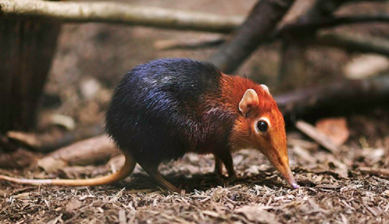 Loài chuột chù có chiếc mũi được ví như vòi voi