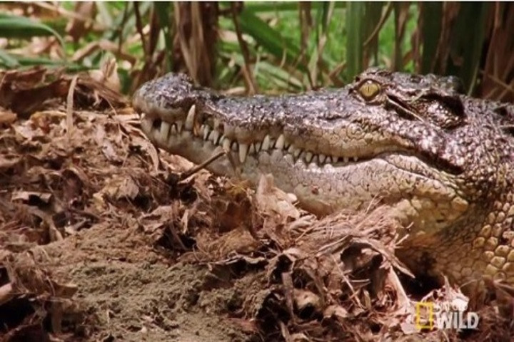 Kỳ đà ăn trộm trứng bị cá sấu mẹ rượt chạy thục mạng