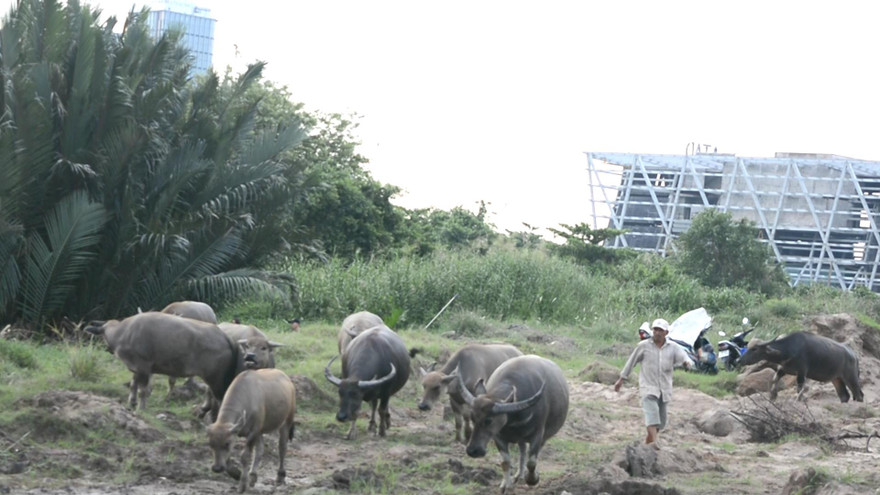 Người đàn ông chăn đàn trâu giữa lòng Sài Gòn