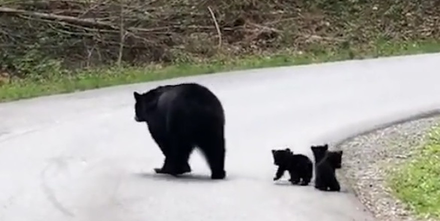 Video: Tan chảy với hình ảnh gấu mẹ dẫn đàn con lon ton qua đường