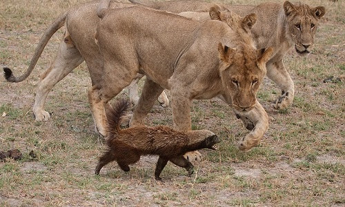 Những vũ khí của lửng mật khiến sư tử và rắn độc khiếp sợ