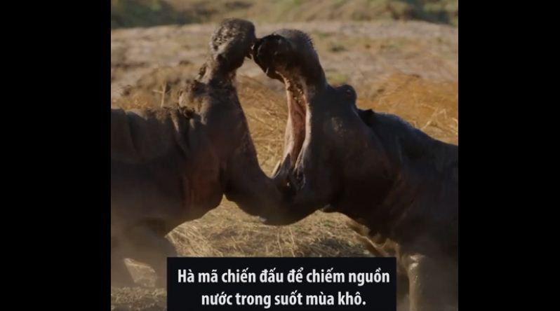 Cuộc chiến giành lãnh thổ của 600 con hà mã trên khúc sông hẹp