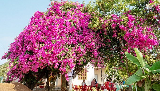 Cây hoa giấy khổng lồ, tuyệt đẹp 'có một không hai' trên đảo Lý Sơn