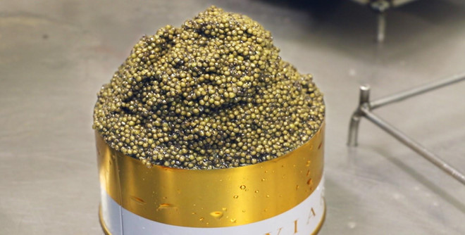 Trang trại sản xuất 'cực phẩm' trứng cá muối giá 5.700 USD/kg