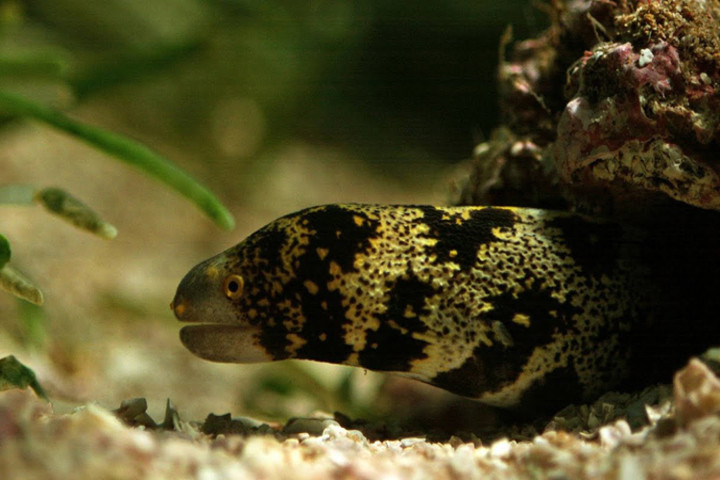 Loài cá có hai bộ hàm tử thần giúp nuốt gọn con mồi