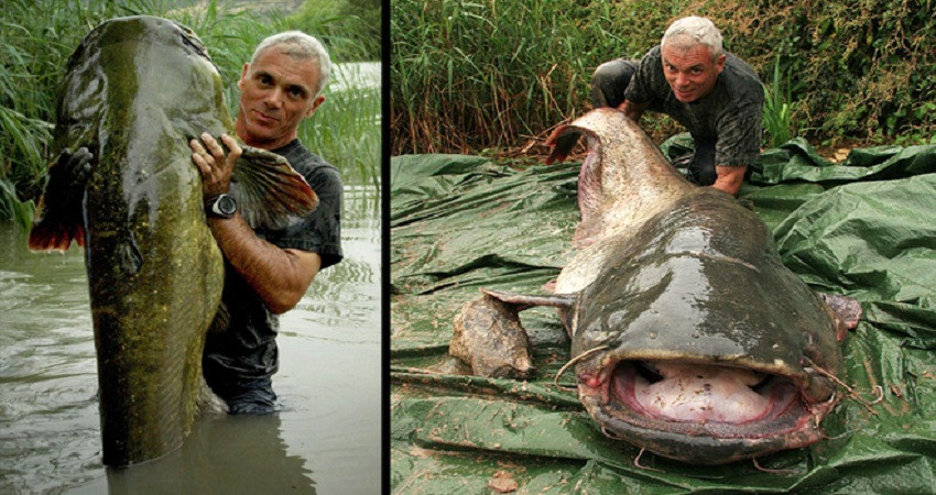 Vũ khí săn mồi của loài cá nheo lớn nhất thế giới