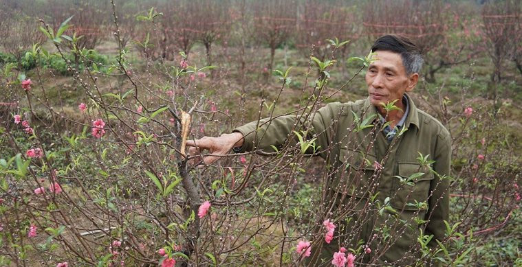 Xem bóng đá, sáng ra nông dân sững sờ vì đào bị chặt phá