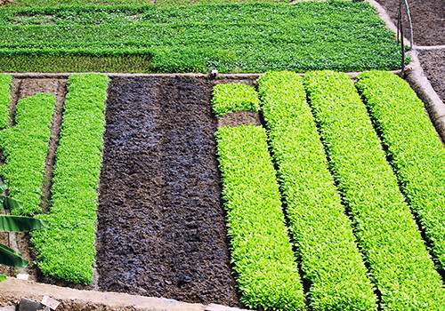 Các vùng trồng rau sạch ở Đà Nẵng hiện nay mới chỉ cung ứng được khoảng 10.000 tấn rau mỗi ngày, trong khi nhu cầu tiêu dùng từ 60.000 đến 70.000 tấn. Ảnh: Nguyễn Đông.