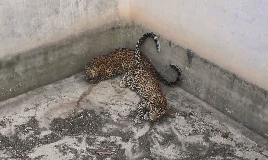 Mò vào làng kiếm ăn, báo hoa mai rơi xuống giếng nước 4,5 m