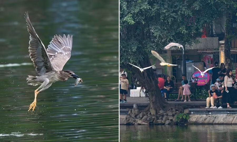 Hàng trăm chim hoang dã tụ hội tại Hồ Gươm ở Hà Nội