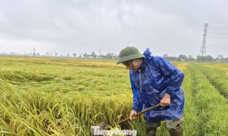 Hàng nghìn ha lúa ở Hà Tĩnh đổ rạp sau dông lốc kèm mưa đá