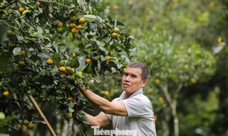 Loài cây thoát nghèo cho người dân bản địa