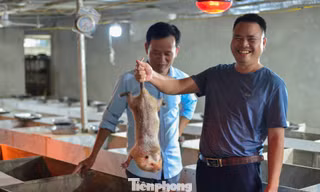 Kỹ sư cầu đường về quê làm giàu từ nuôi dúi, thu nhập tiền tỉ