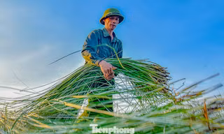Nông dân ‘vương quốc cói’ tất bật vào vụ thu hoạch