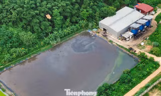Nguy cơ nước thải chưa qua xử lý chảy tràn ra môi trường ở trang trại lợn rộng 100ha