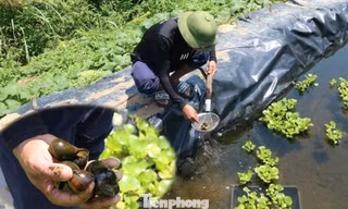 Bỏ lương nghìn đô về quê, thanh niên nuôi ốc theo cách lạ thu hàng trăm triệu đồng