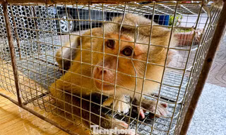Người dân giao nộp 2 cá thể khỉ quý hiếm để thả về môi trường tự nhiên