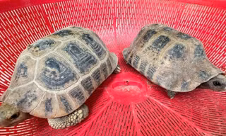 Hai cá thể rùa núi vàng đi lạc vào vườn nhà dân