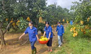 Thanh niên, công an hỗ trợ người dân thu hoạch bưởi đặc sản bị ngập lũ