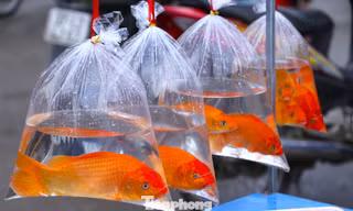 Nghệ An: Cá chép, bánh ngào ‘cháy hàng’ ngày ông Công ông Táo 