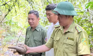 Tê tê Java quý hiếm bất ngờ xuất hiện trong vườn nhà dân